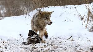 See more ideas about chernobyl, mutation, chernobyl disaster. Chernobyl Wolves Could Spread Gene Mutations Outside Radioactive Exclusion Zone Rt World News