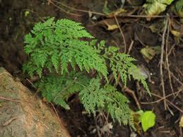 Image result for Asplenium cancellatum