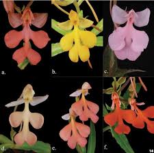 Image result for Habenaria subarmata