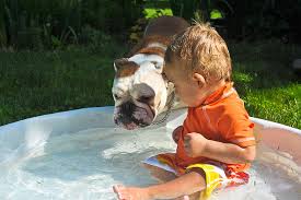 You may have seen videos of bulldogs swimming before and wonder why some do and some don't. 6 Dog Breeds That Don T Do Well In The Water Sheknows