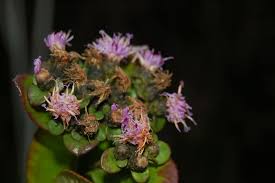 Image result for Vernonia griseopapposa