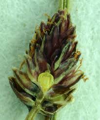 Image result for Eleocharis atropurpurea