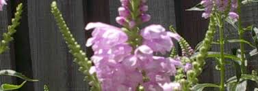 Fall obedient plant (physostegia virginiana) chinese split leaf (ramies) rosemary, upright (rosmarinus officinalis) chaparrel sage (salvia clevelandii) majestic sage (salvia guarantica) mexican bush sage (salvia leucantha) garden sage (salvia officinalis) pink skullcap (scutellaria suffrutescens) texas mountain laurel (sophora secundiflora) Physostegia Species False Dragonhead Obedient Plant Physostegia Virginiana