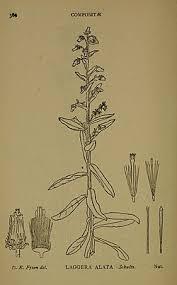 Image result for Laggera