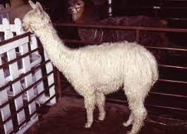 They are raised similar to sheep for fiber, or can actually be kept as pets/hobby animals. Medicine And Surgery Of Camelids