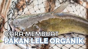Cara Membuat Pakan Lele Youtube