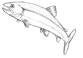 Check spelling or type a new query. Realistic Cute Fish Drawing Novocom Top