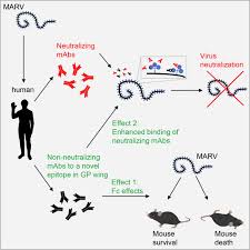 The disease is characterised by a sudden onset of high fever, headache transmission modes. Marburg Virus Survivor Holds Treatment Clues