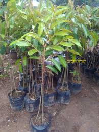 3 ciri utama wajib diketahui anak pokok durian duri hitam d200 black thorn ochee. Bibit Durian Duri Hitam Promo Hp Wa 0813 2711 9234