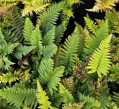 Image result for Dryopteris antarctica