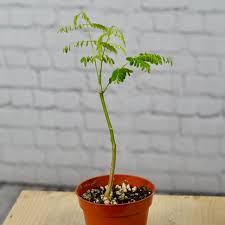 Image result for Delonix