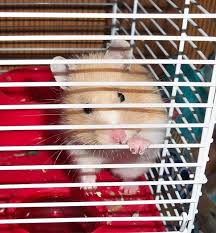 Oct 06, 2020 · your hamster will get sick or might even die. Hamster Facts For Kids Cool Kid Facts