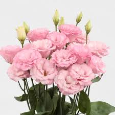 Image result for eustoma flamenco