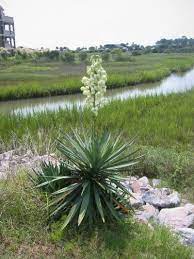 Caring For Yucca Tips For Landscaping With Yuccas Outdoors Yucca Plant Yucca Plant Care Plants
