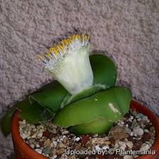 Image result for Haemanthus montanus