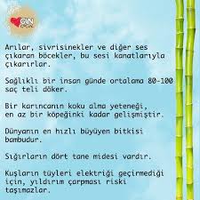 Karincalarin En Az Kopekler Kadar Guclu Bir Koku Alma Yetenegine Sahip Olduklarini Biliyor Muydunuz Biliyor Muydunuz Bilgi Hayat Bilgisi