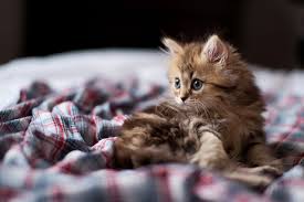 10 gambar many various gambar kucing paling comel pictures might be printed to be stored in your main picture gallery. Picture Kittens Cat Animals