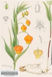 Image result for Disperis katangensis