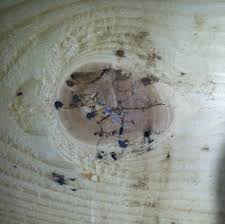 Image result for bed bugs droppings