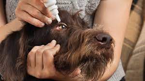 How Do I Treat A Dog Stye I Pettable I Esa Experts