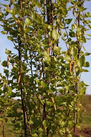 Image result for Oldenlandia fastigiata