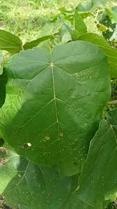 Image result for Croton macrostachyus
