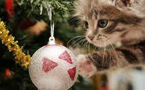 Here are some tidbits about cats and kittens to make them more lovable in your eyes! Christmas Cat Wallpapers Top Free Christmas Cat Backgrounds Wallpaperaccess