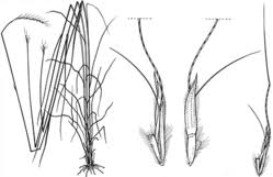 Image result for Sehima