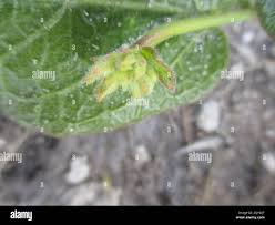 Image result for Orthanthera