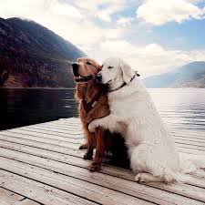 Prenses Adli Kullanicinin Fotografcilik Panosundaki Pin Retriever Golden Retriever Sevimli Kopek Yavrulari
