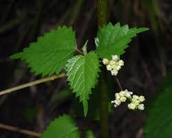 Image result for Laportea alatipes