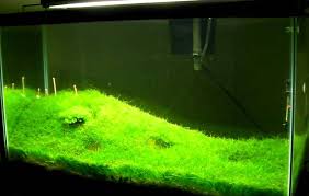 Moderately Easy Dwarf Hairgrass to Grow in Aquarium - hygger