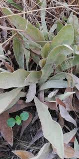 Image result for Helichrysum mechowianum