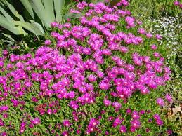 Delosperma Cooperi Frost Can Cause Damage So Best Planted In Pots At Least 12 Inches Deep With Good Drainage And Delosperma Cooperi Rock Garden Plants Plants