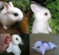 15 Rabbits Ideas Dwarf Bunnies Netherland Dwarf Dwarf Rabbit