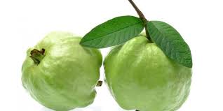 Menanam jambu biji sebenarnya bukanlah perkara yang sulit mengingat tanaman ini memiliki toleransi yang cukup tinggi jambu biji memiliki begitu banyak varietas dan memiliki nilai ekonomis yang tinggi. Benarkah Jus Jambu Menaikkan Trombosit