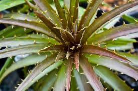 Image result for Dyckia