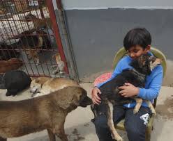 Pet care center of lincoln, a medical group practice located in lincoln, ne Grade 3 Goes To Sneha S Care Dog Center Lincoln School Nepal