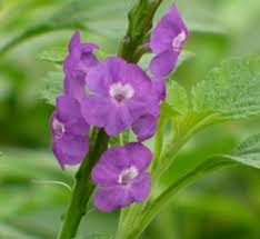 Image result for Stachytarpheta urticifolia