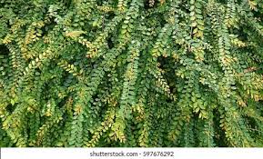 Image result for Phyllanthus tenuis