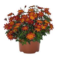 Image result for Bidens baumii