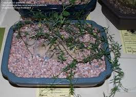 Image result for Kedrostis africana