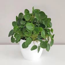 Image result for Pilea bambuseti