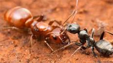 Image result for evolved mutation of ants in bodies who enslaved to build temple