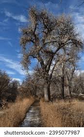 Image result for Acacia haematoxylon