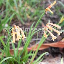 Image result for Cyrtanthus mackenii