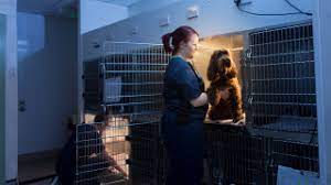 The unusual pet vets provide a range of services including surgery for pet fish of all shapes and sizes. Emergency Vet Belfast Nights Weekends 24 Hours Sunday Vets Now