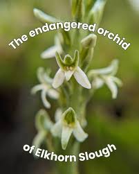 Image result for Hyparrhenia madaropoda