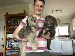 Visit this guide to learn why this is the case. 30 Amazing Facts About The Maltese Poodle Mix Maltipoo