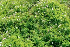 Image result for Asystasia